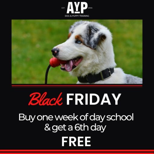 Black Friday Deal for Dog Training in Miami and Oakland Park