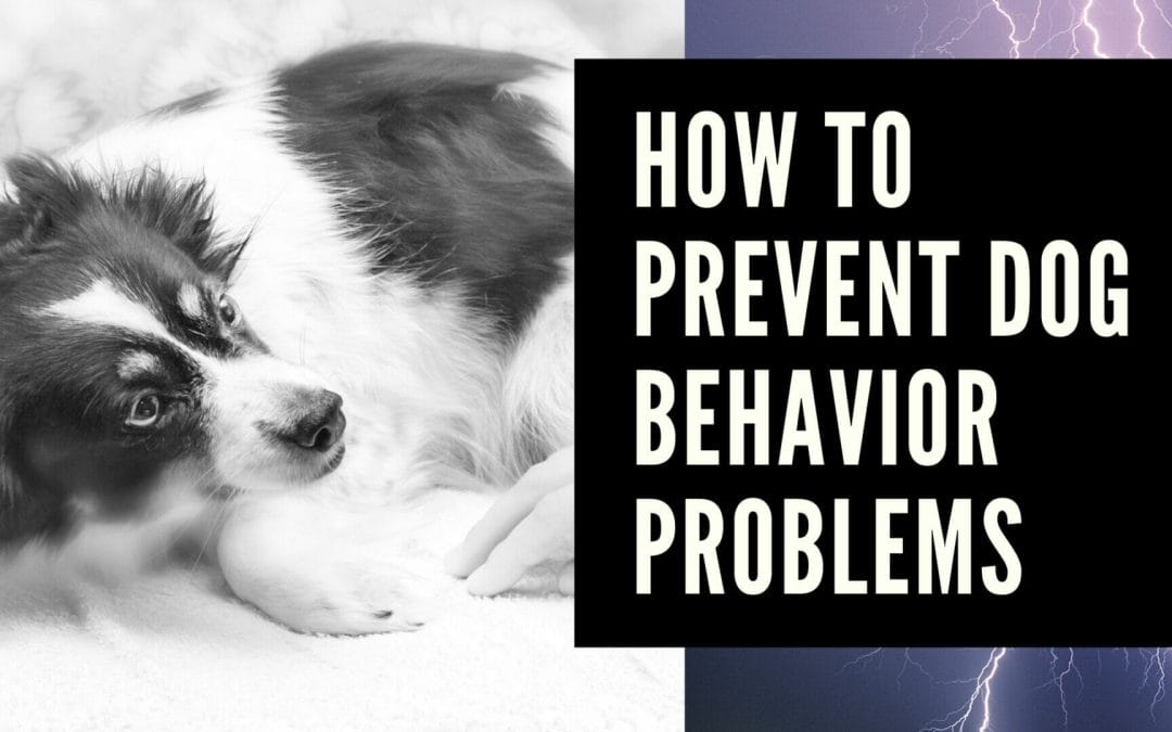 How to prevent dog behavior problems