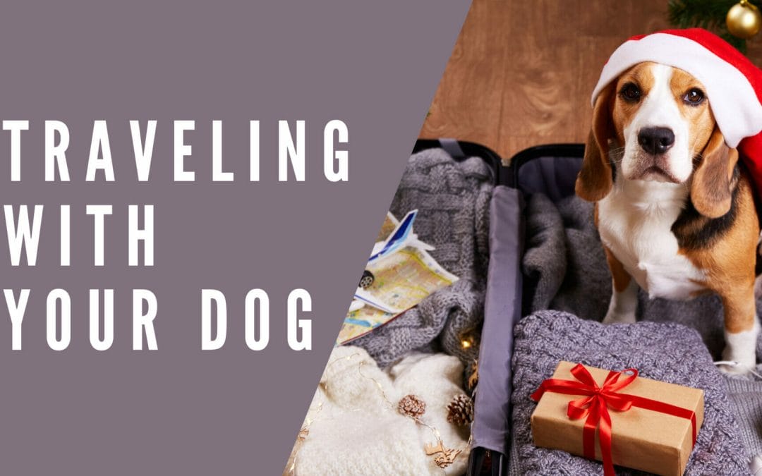 Holiday Travel with Your Dog