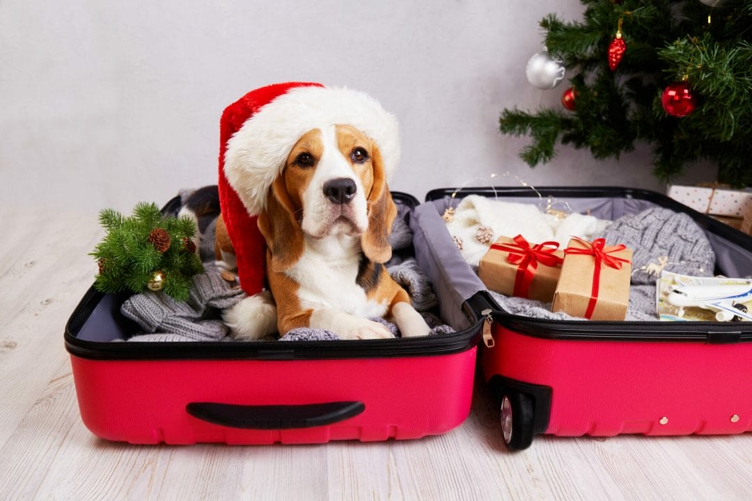 A cute beagle dog in a Santa Claus hat in a open suitcase with winter clothes. Travel for the Christmas holidays.