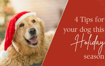 4 Tips for your dog this Holiday season