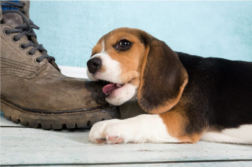 Puppy chewing shoes