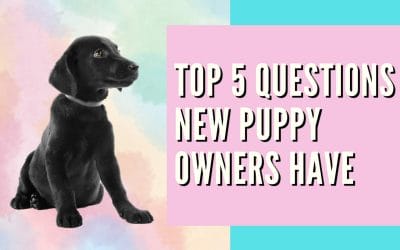 Top 5 Questions New Puppy Owners Have