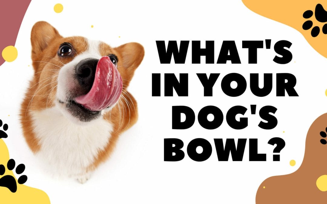 What's In Your Dog's Bowl