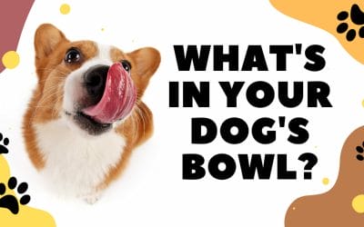 What’s In Your Dog’s Bowl?