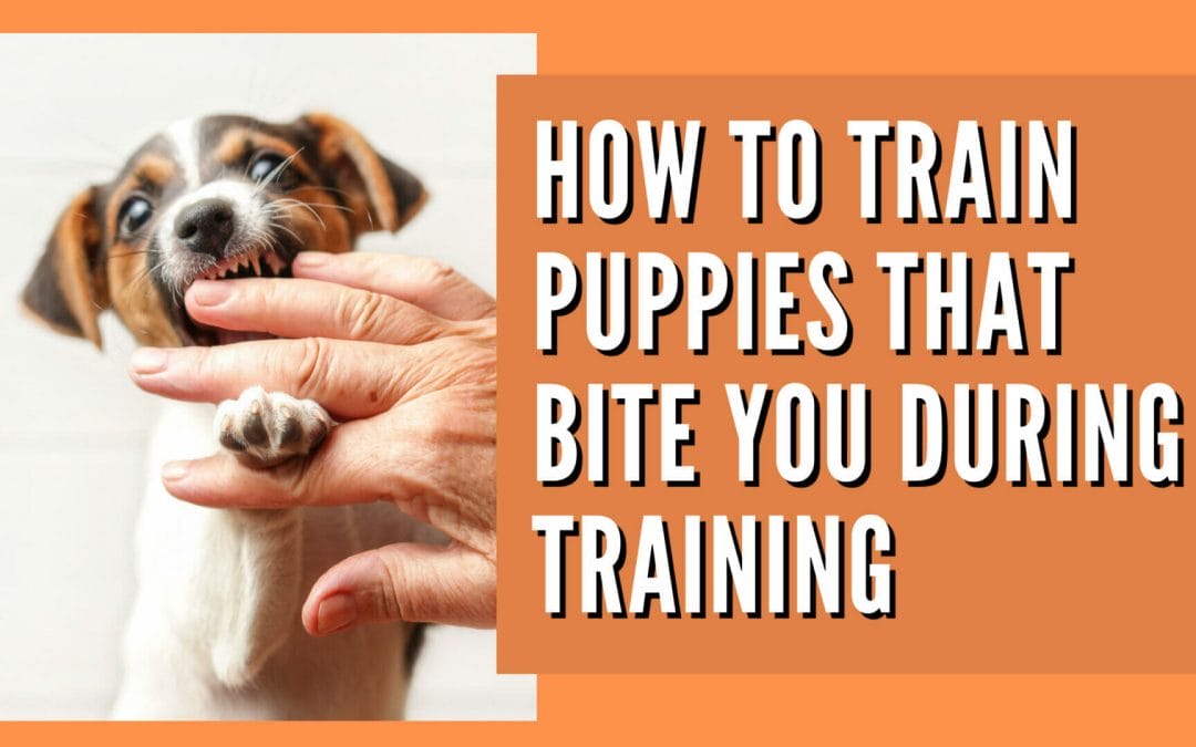 Training a puppy who bites