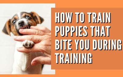How to successfully train puppies that try to bite you during training sessions