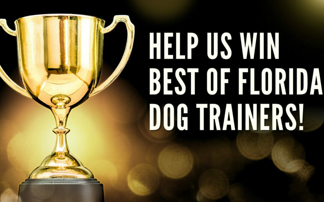 Best Dog Trainers South Florida