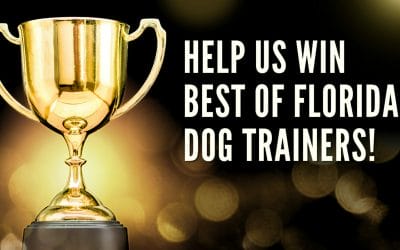 Help us win Best of Florida 2023 – Dog Trainers!