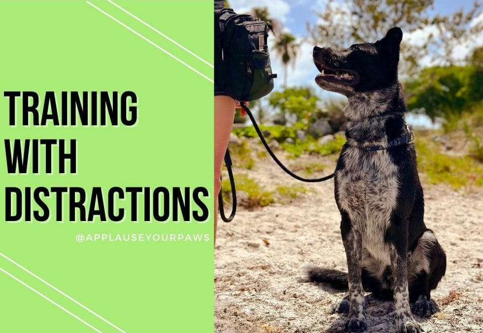 Training your dog with Distractions Blog