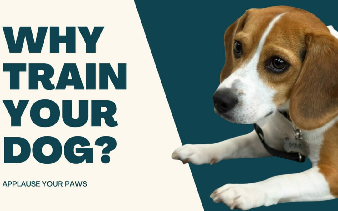 Why train your dog? Beagle training in a down stay