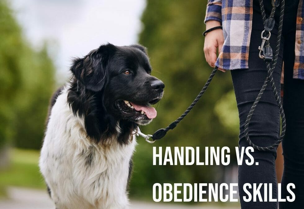 Handling vs. Obedience Training