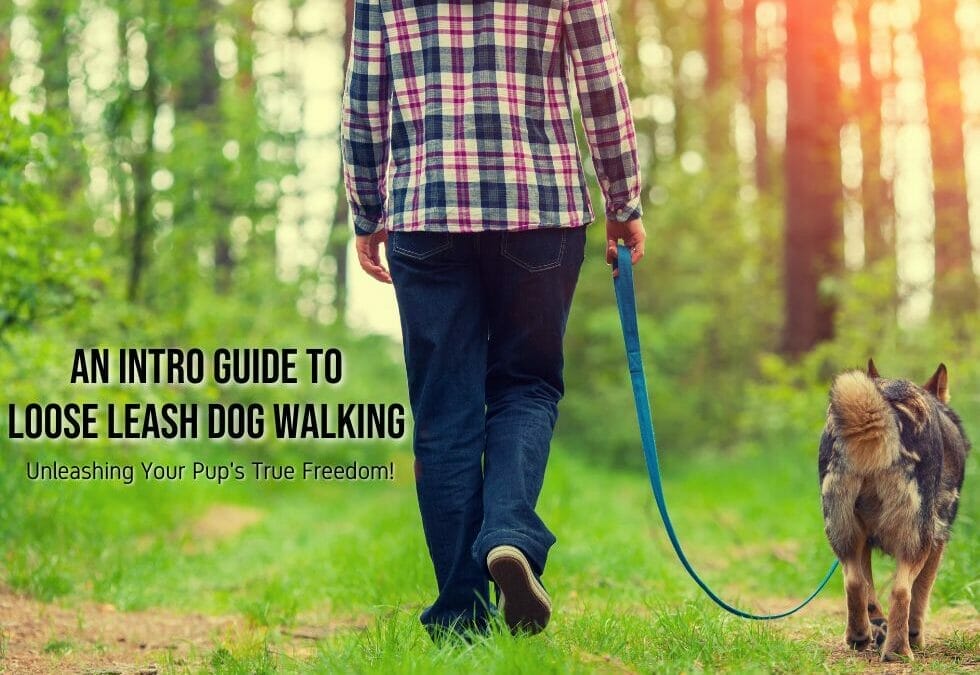 An Intro Guide to Loose Leash Dog Walking