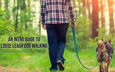 An Intro Guide to Loose Leash Dog Walking