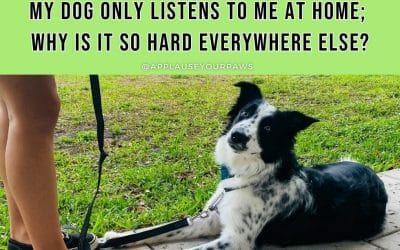 My dog only listens to me at home; why is it so hard everywhere else?