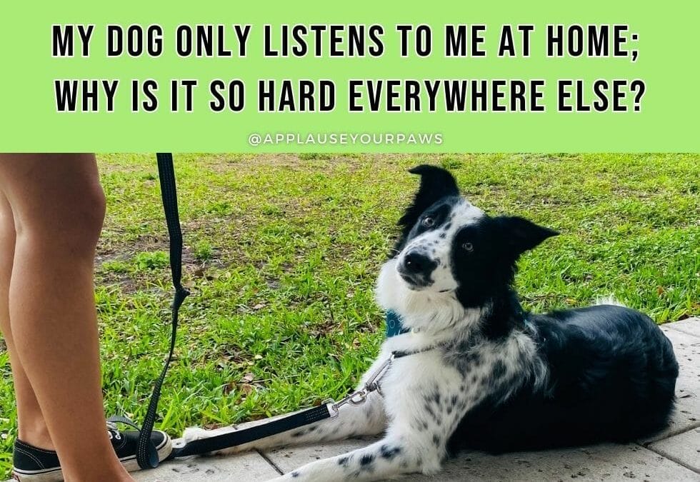 My dog only listens to me at home; why is it so hard everywhere else?