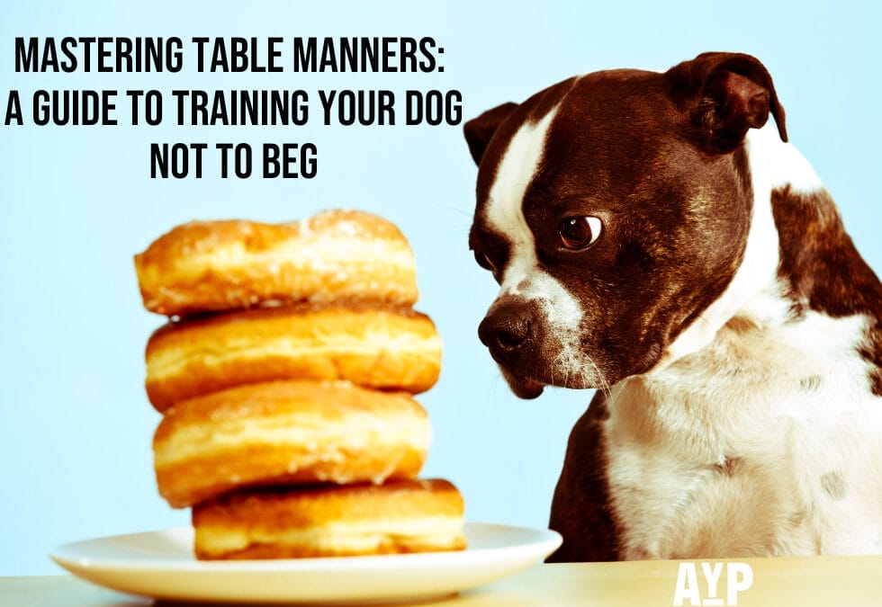Dog Staring at plate of donuts